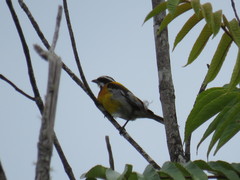 Spindalis dominicensis