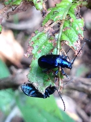 Alticina
