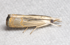 Parapediasia decorellus