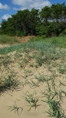 Panicum amarum amarum