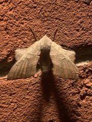 Smerinthinae
