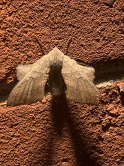 Smerinthinae