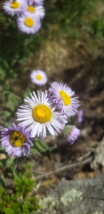 Erigeron formosissimus
