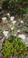 Erigeron formosissimus