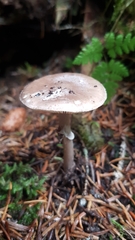 Amanita porphyria