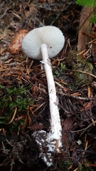 Amanita porphyria