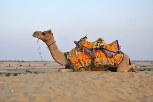 Dromedary Camel