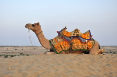 One-Humped Camel photo 5