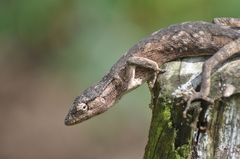 Polychrus acutirostris