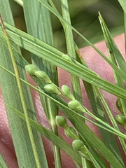 Dichanthelium angustifolium