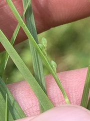 Dichanthelium angustifolium
