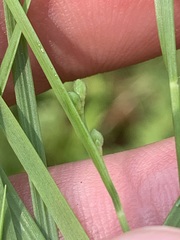 Dichanthelium angustifolium