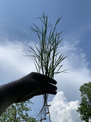 Dichanthelium angustifolium