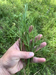 Dichanthelium angustifolium