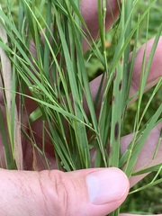 Dichanthelium angustifolium