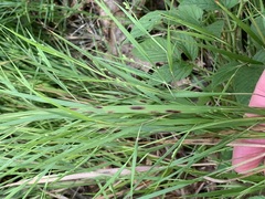 Dichanthelium angustifolium