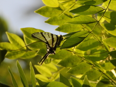 Protographium epidaus epidaus