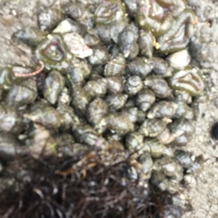 Buccinidae