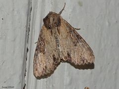 Apamea vultuosa