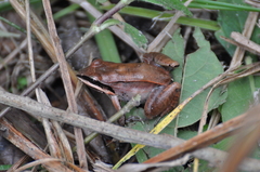 Leptodactylus mystaceus