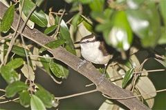 Campylorhynchus griseus