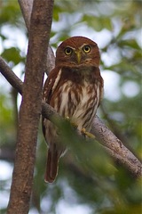 Glaucidium brasilianum