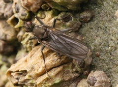 Oedoparena