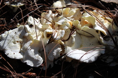 Albatrellus avellaneus