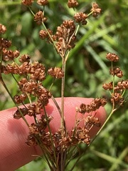 Juncus biflorus