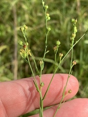 Linum medium texanum