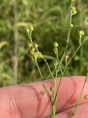 Linum medium texanum