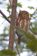 Glaucidium brasilianum