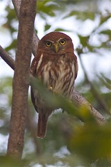 Glaucidium brasilianum