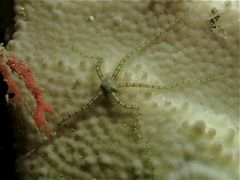 Amphiuroidea