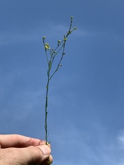 Linum medium texanum