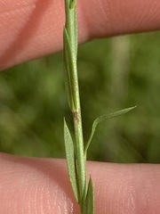 Linum medium texanum