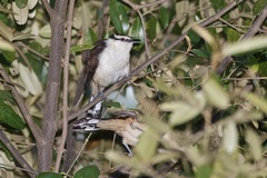 Campylorhynchus griseus