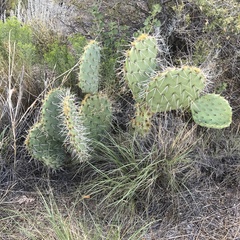 Opuntia discata