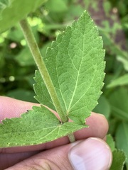 Eupatorium pubescens