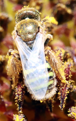 Cockerellia