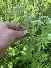 Eupatorium pubescens