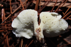 Albatrellus avellaneus