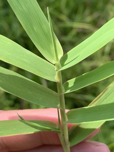 Gymnopogon