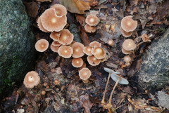Collybiopsis subnuda