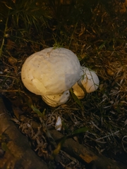 Calvatia lilacina