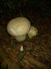 Calvatia lilacina