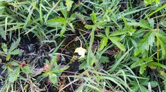 Potentilla flagellaris