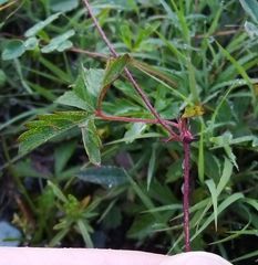 Potentilla flagellaris
