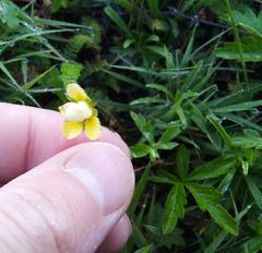 Potentilla flagellaris