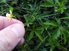 Potentilla flagellaris